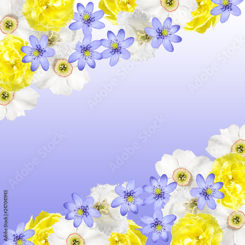 Beautiful floral background of tulips, daffodils and liverwort 