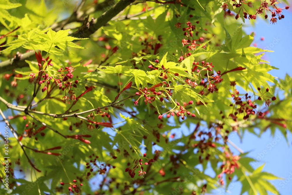 Flowers of Japanese maple tree in spring