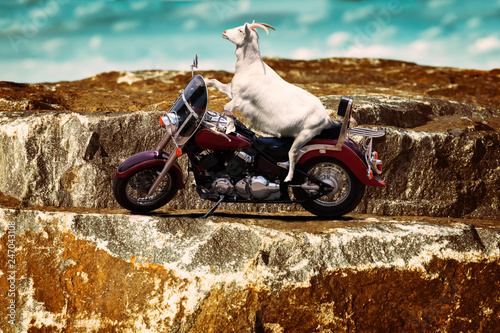 Fototapeta Naklejka Na Ścianę i Meble -  Goat on a motorcycle on a mountain road on the coast