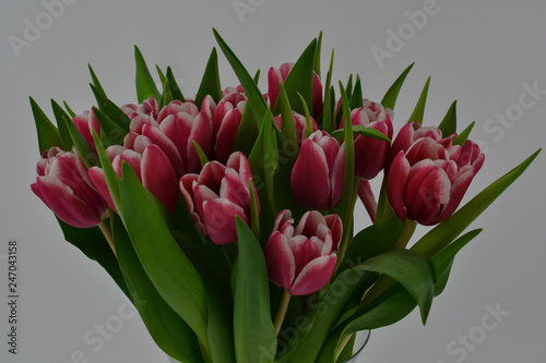 Tulpen rot weiß Vase