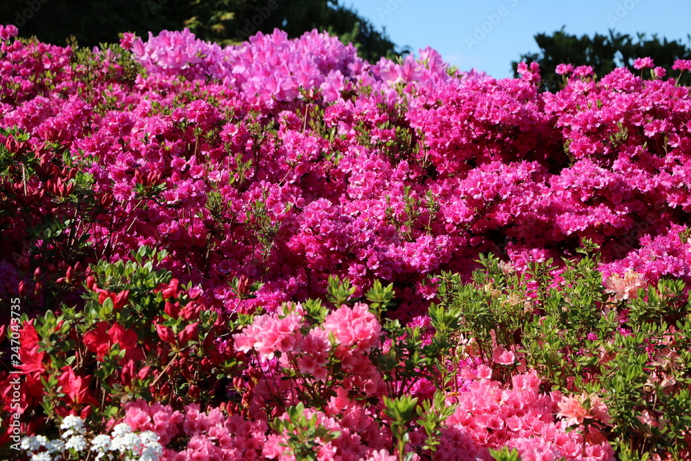 Azalea blossoms at Lake Maggiore in spring, Italy Azalea blossoms at Lake Maggiore in spring, Italy