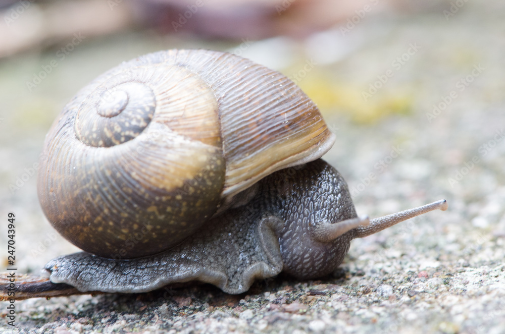 Cuban Brown Snail Cuban Brown Snail