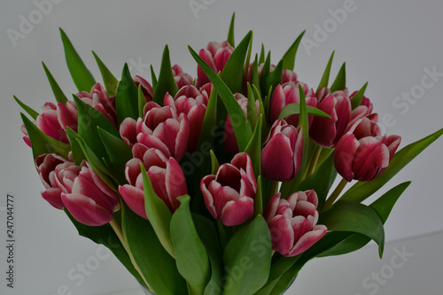 Tulpen rot weiß Vase