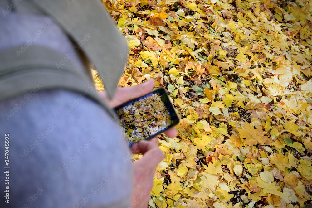 Man with a mobile phone in his hand on the background of fallen autumn yellow leaves in the city park, reflection of leaves on phone screen