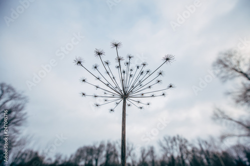 Dry plant, umbrella head with seeds on stem, soft blurry cloudy sky background. Minimalism
