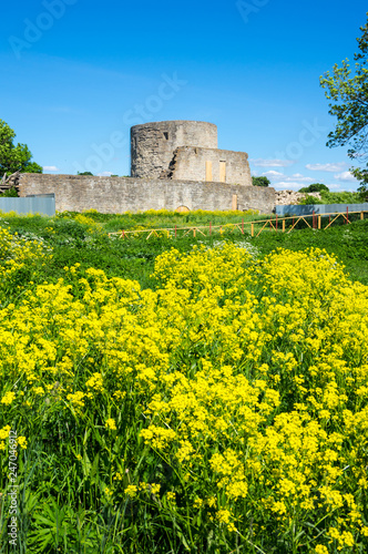 Ruins of Koporye fortress photo