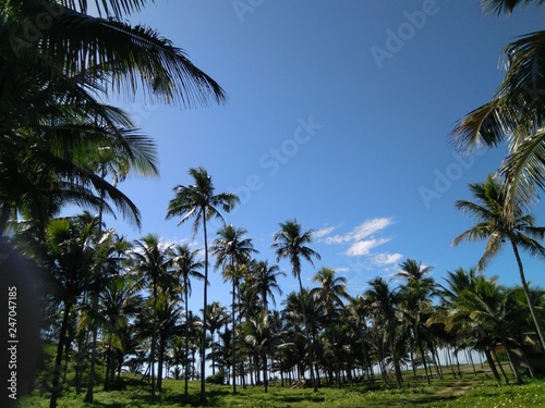 palm trees on the beach © Julia