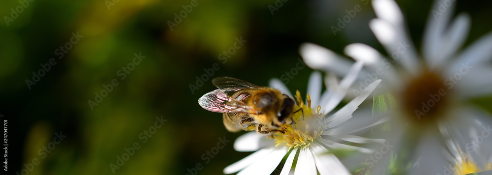 Panorama Nahaufnahme einzelner gesunder Insekten. Biene auf weißer Blume vor grünem, dunklem Hintergrund im Frühling Panorama Nahaufnahme einzelner gesunder Insekten. Biene auf weißer Blume vor grünem, dunklem Hintergrund im Frühling