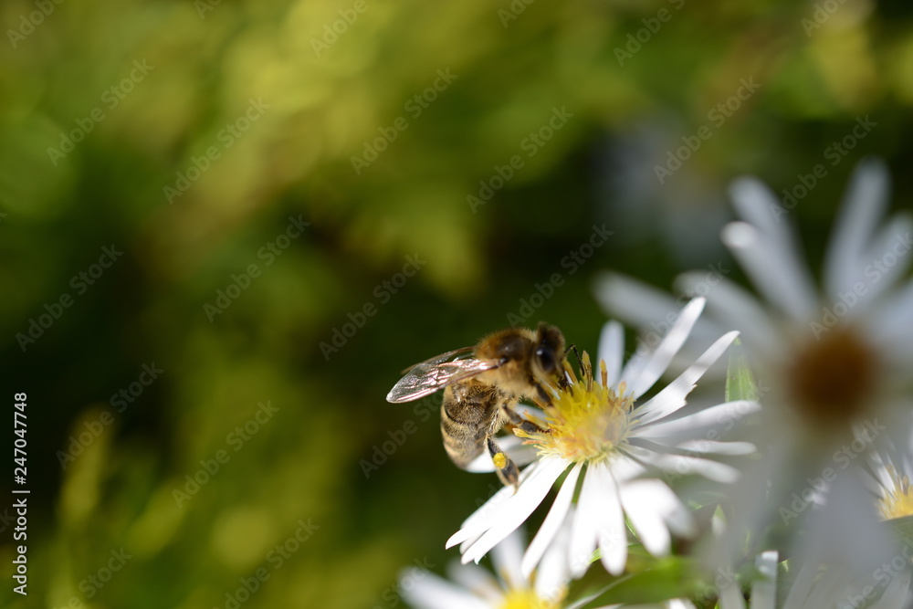 Gesunde Biene auf einer Blüten Blume (Kamille) Gesunde Biene auf einer Blüten Blume (Kamille)