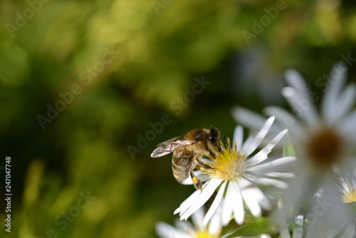 Gesunde Biene auf einer Blüten Blume (Kamille) © Sven Böttcher