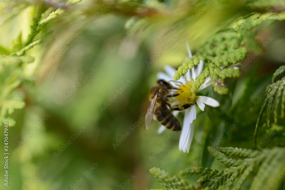 Nahaufnahme einer Biene im Sommer auf weißer Blume beim Pollen sammeln Nahaufnahme einer Biene im Sommer auf weißer Blume beim Pollen sammeln