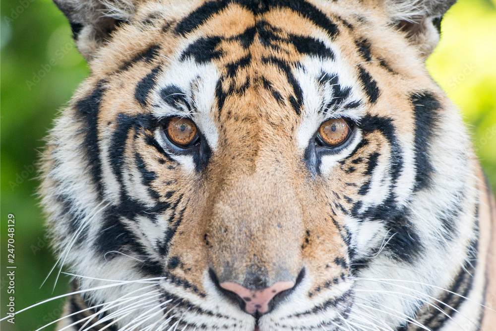 Fototapeta premium THAILAND PATTAYA NONG NOOCH TIGER SHOW