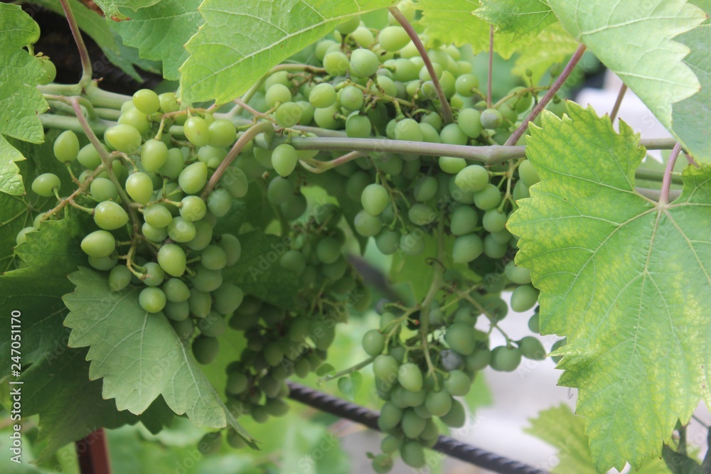 green grapes on the vine