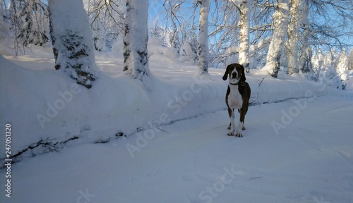 dog on the snowy road. Finnish hound in the forest. Beautiful winter nature. Young healthy animal. 