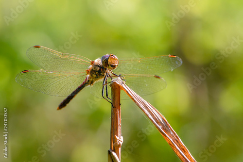 Dragonfly of sympetrum flaveolum sits on a branch
