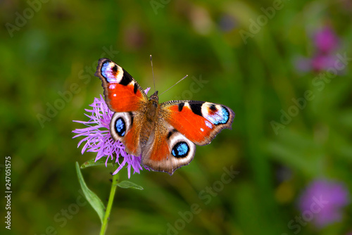Butterfly aglais io with large spots on the wings