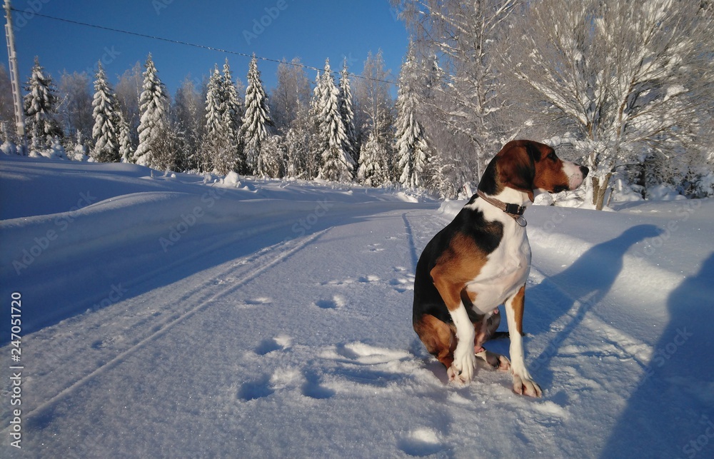dog on the snowy road. Finnish hound in the forest. Beautiful winter nature. Young healthy animal. dog on the snowy road. Finnish hound in the forest. Beautiful winter nature. Young healthy animal.
