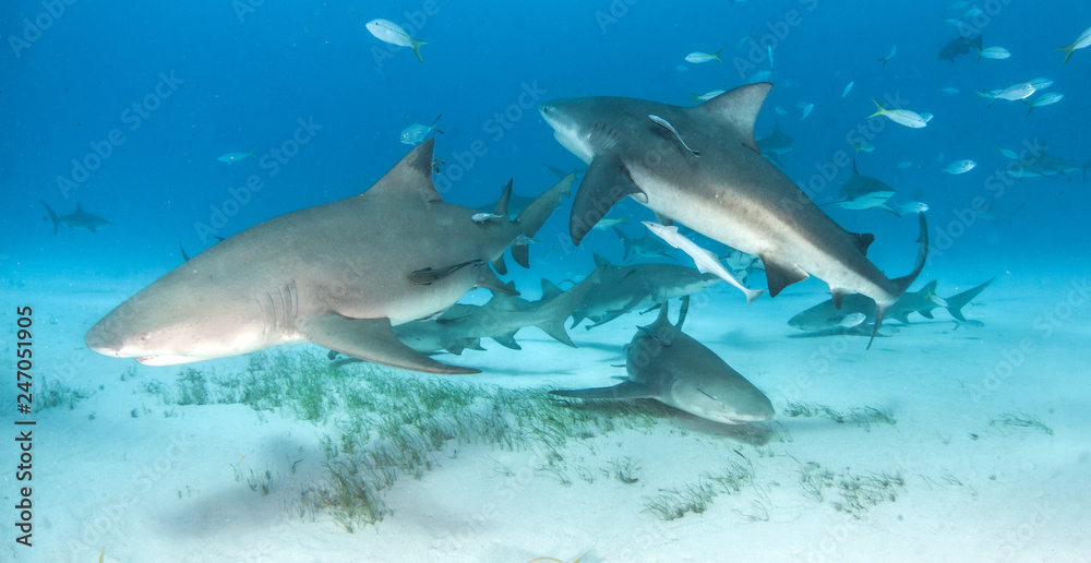 Caribbean reef shark and lemon shark at the Bahamas