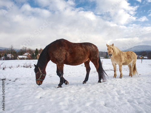 Brown horse feed on meadow in winter day