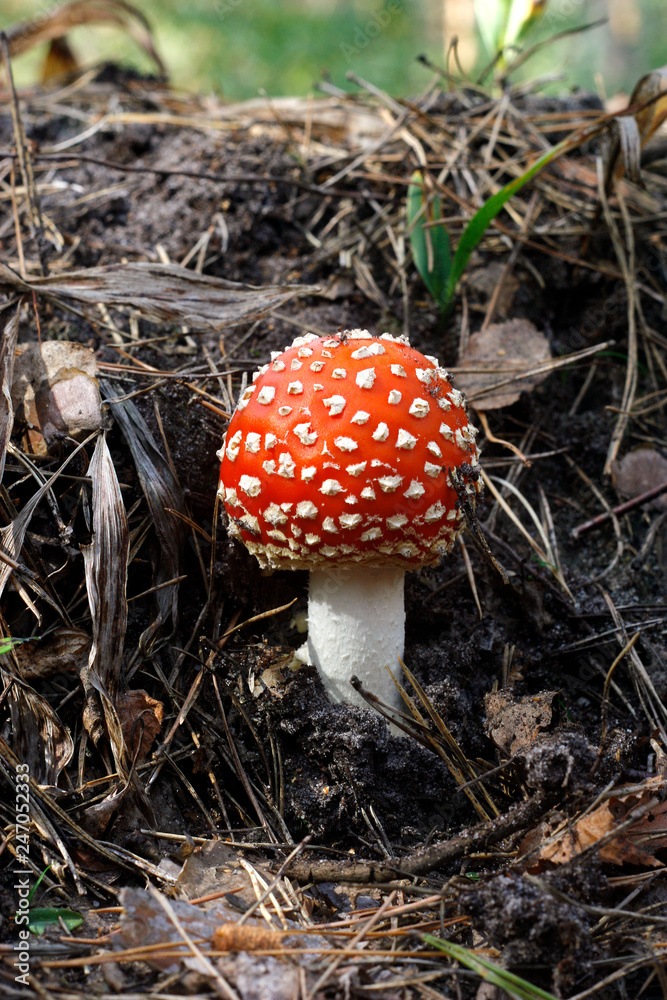 Fly Agaric Mushroom
