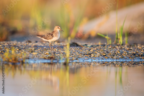 A young Temminck's stint in morning light photo