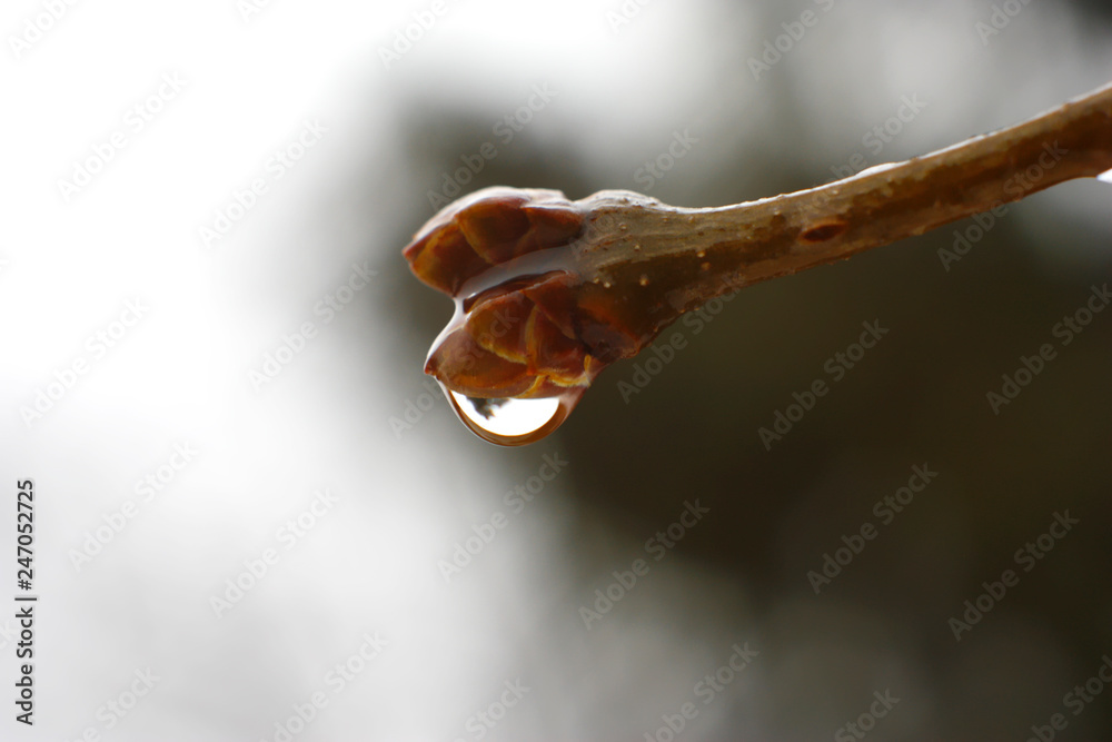 Fototapeta premium tree bud