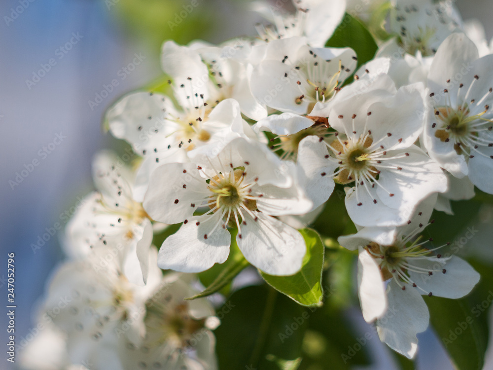 Blooming apple tree branch in the spring garden Blooming apple tree branch in the spring garden