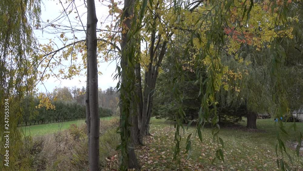 4K Weeping Willow Tree Branches Swaying On Windy Day 002
