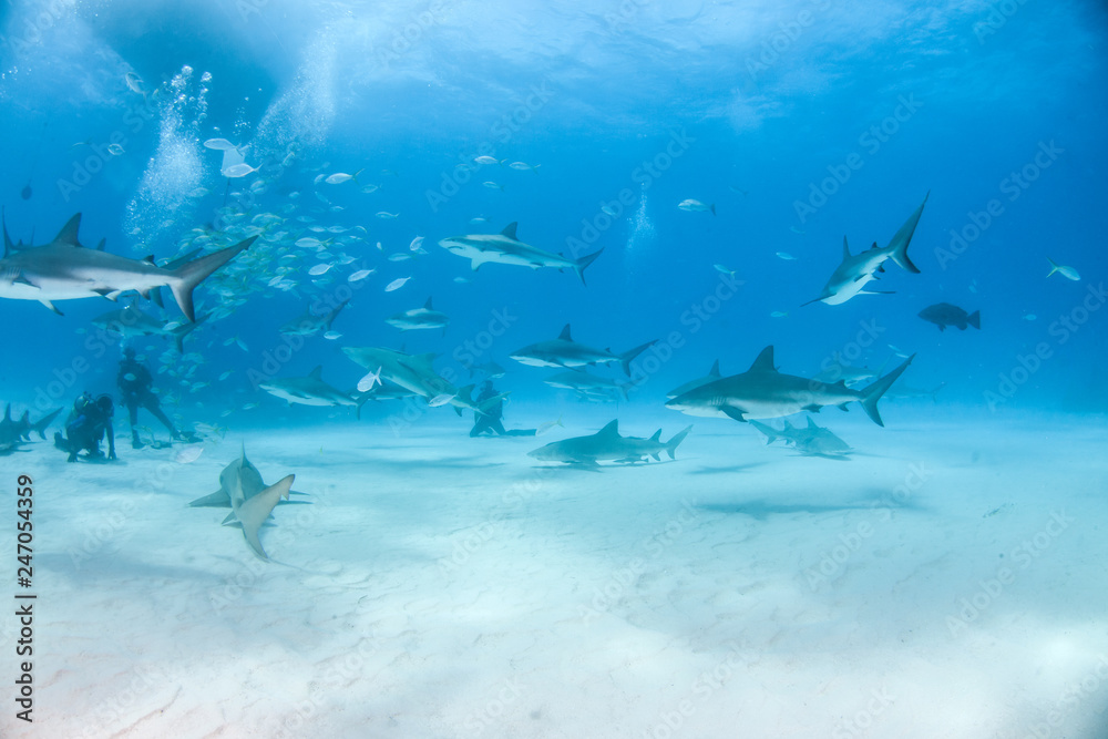 Obraz premium Caribbean reef shark and lemon shark at the Bahamas