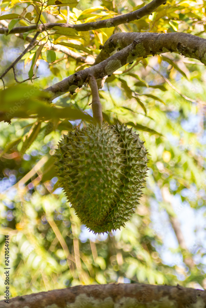 tropical tree durian royal fruit thailand smelling of prickly big on the background of plantation leaves tropical tree durian royal fruit thailand smelling of prickly big on the background of plantation leaves