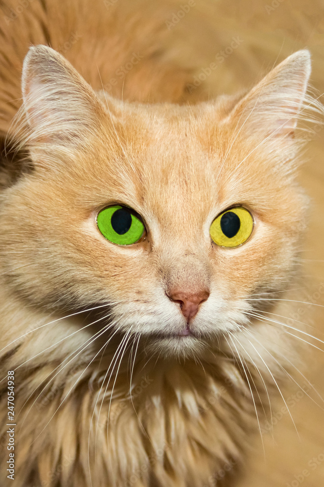 cute furry cat orange with bright big eyes yellow green contrast portrait of a pet close-up
