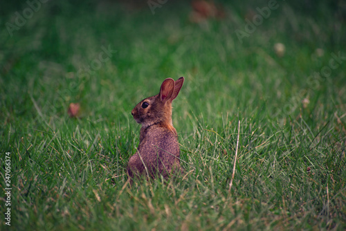 baby rabbit in the grass © Amy Buxton