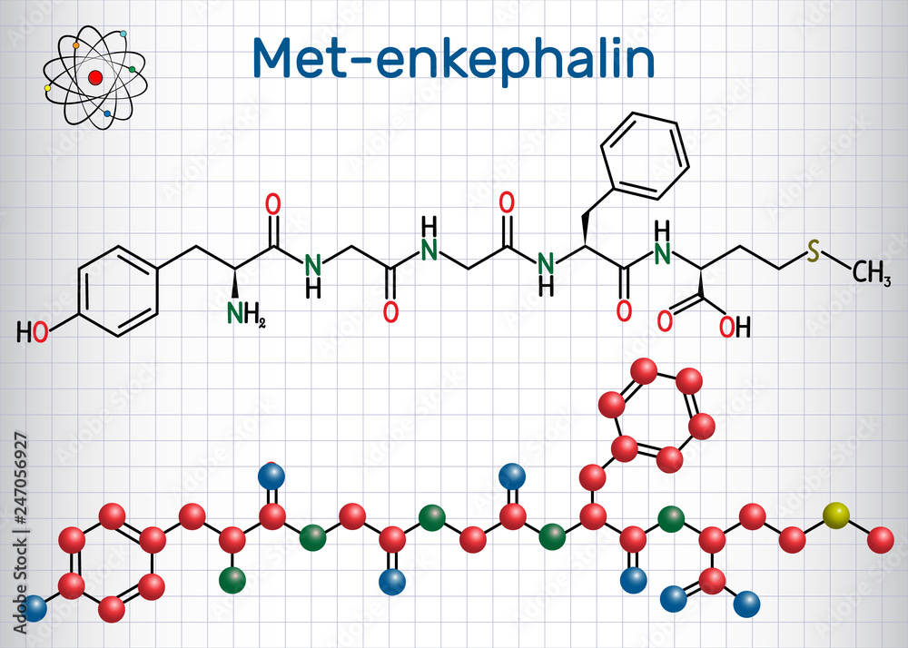 Met-enkephalin molecule. It is endogenous opioid peptide. Sheet of paper in a cage. Structural chemical formula and molecule model Met-enkephalin molecule. It is endogenous opioid peptide. Sheet of paper in a cage. Structural chemical formula and molecule model