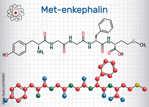 Met-enkephalin molecule. It is endogenous opioid peptide. Sheet of paper in a cage. Structural chemical formula and molecule model photo