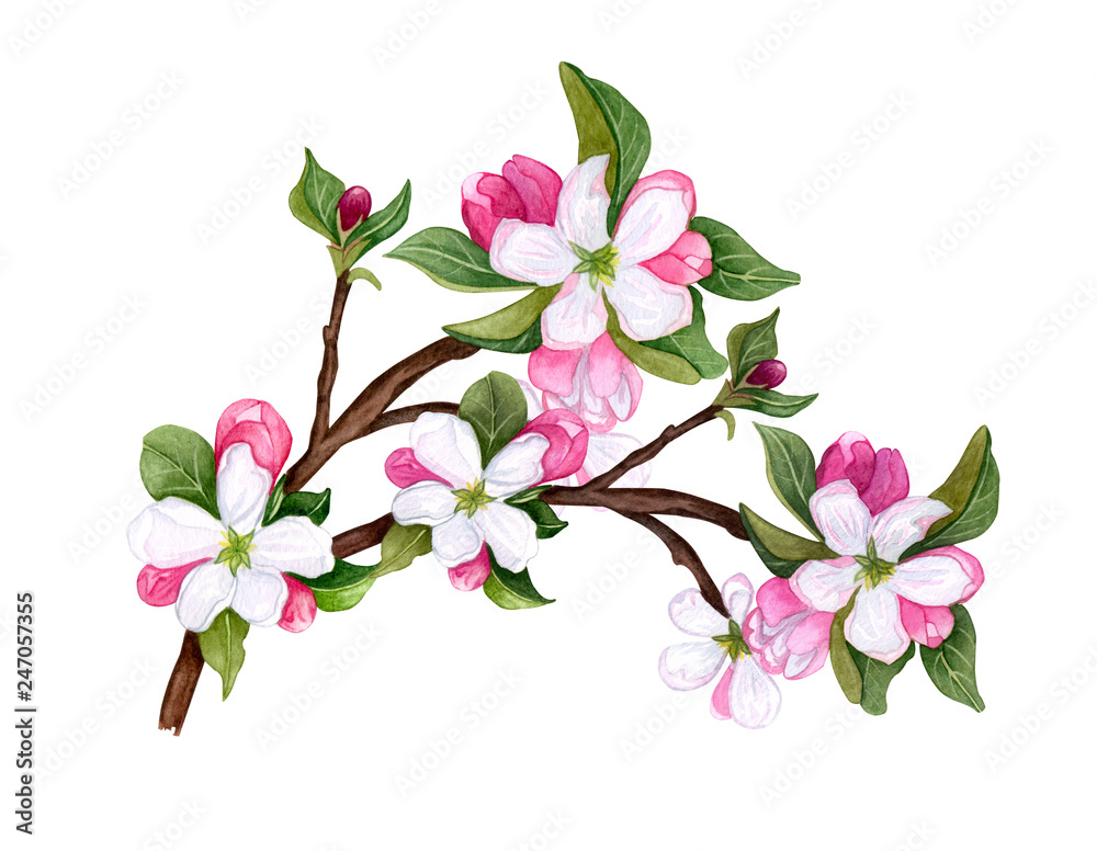 Watercolor Botanical twig of leaves and flowers on white background. Watercolor Botanical twig of leaves and flowers on white background.