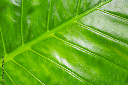green background plant leaf fresh lines ribbed plant banana diagonal patterns base flora design tropical