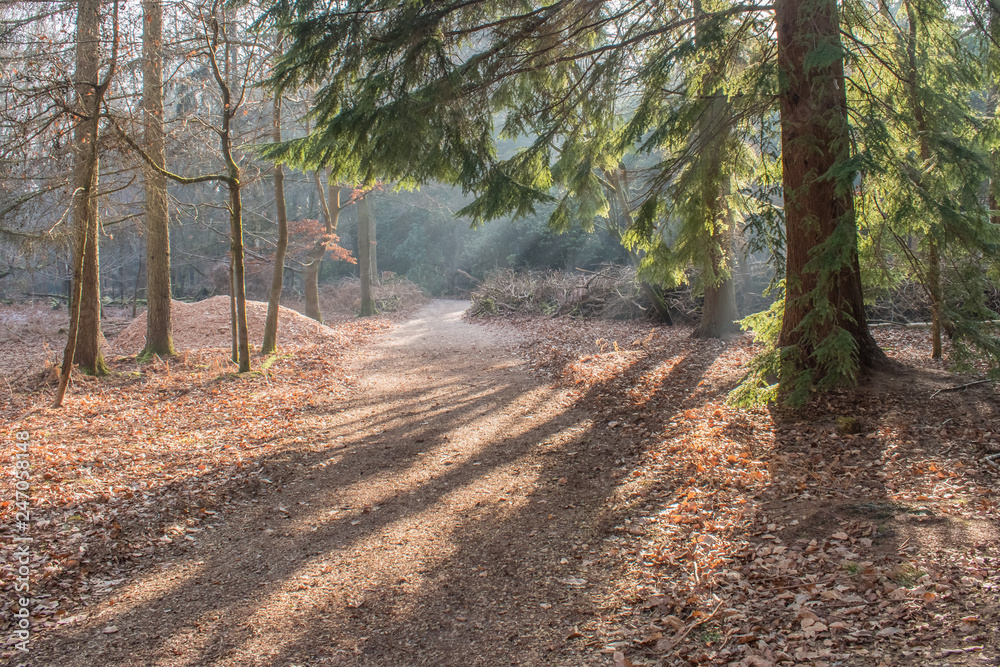 Obraz premium Light on the woodland Path