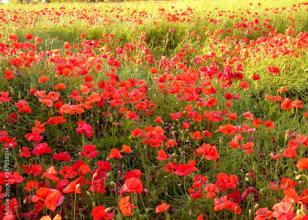 Field of red