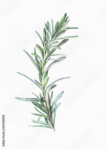 Watercolor illustration of plant. Rosemary