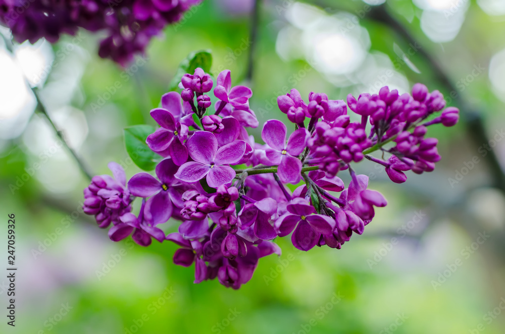 Spring lilac flowers Spring lilac flowers