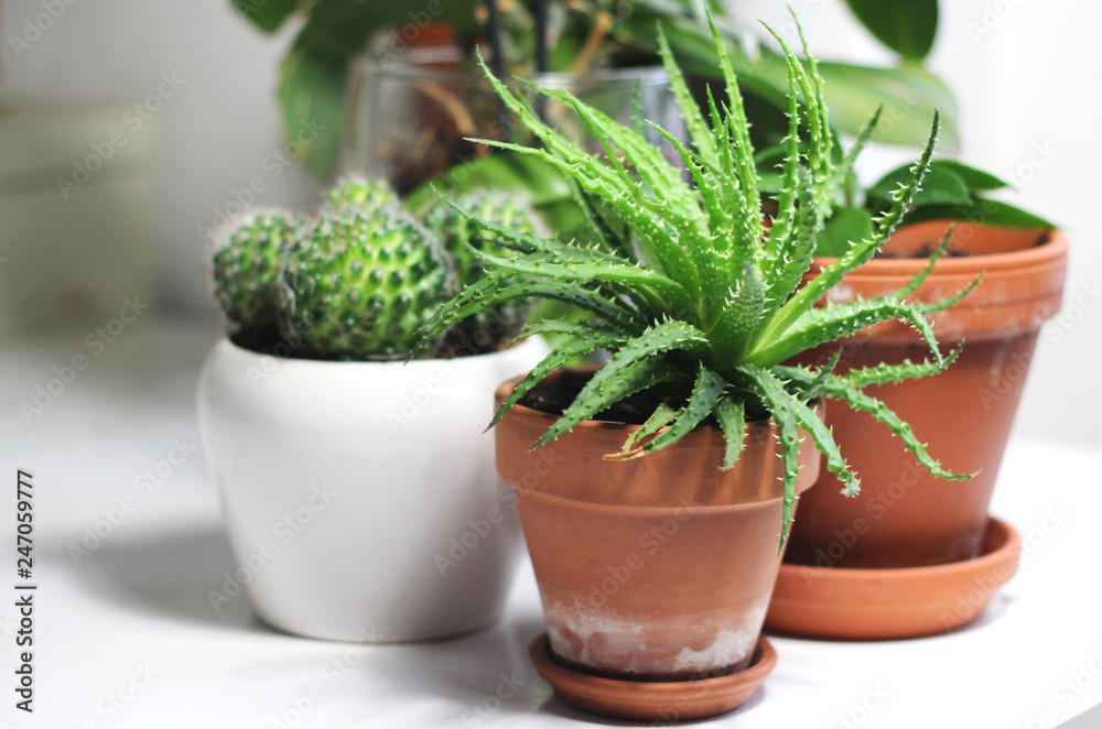 Fototapeta premium Beautiful houseplants on the white table