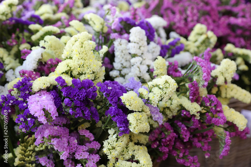 Variety of limonium sinuatum or statice salem flowers in blue, lilac, violet, pink, white, yellow colors in the garden shop.