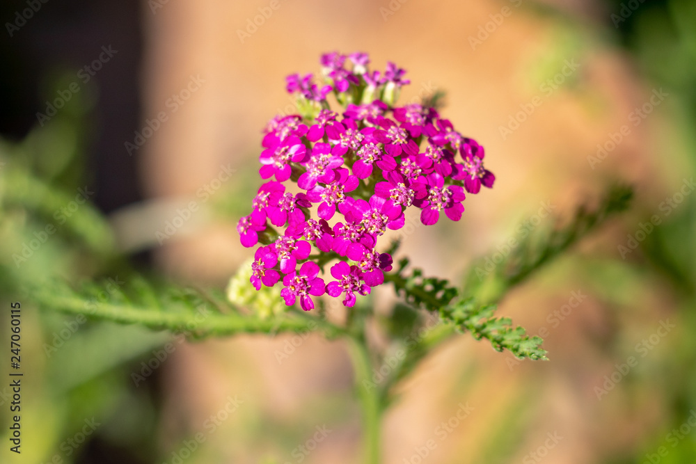 Obraz premium Purple Yarrow flower