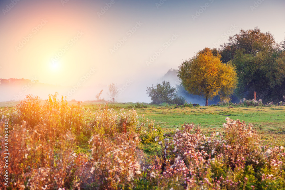 Fantastic foggy field in the sunlight. Location place Seret river, Ternopil.