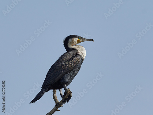 Schilderij op canvas White-breasted cormorant (Phalacrocorax lucidus)