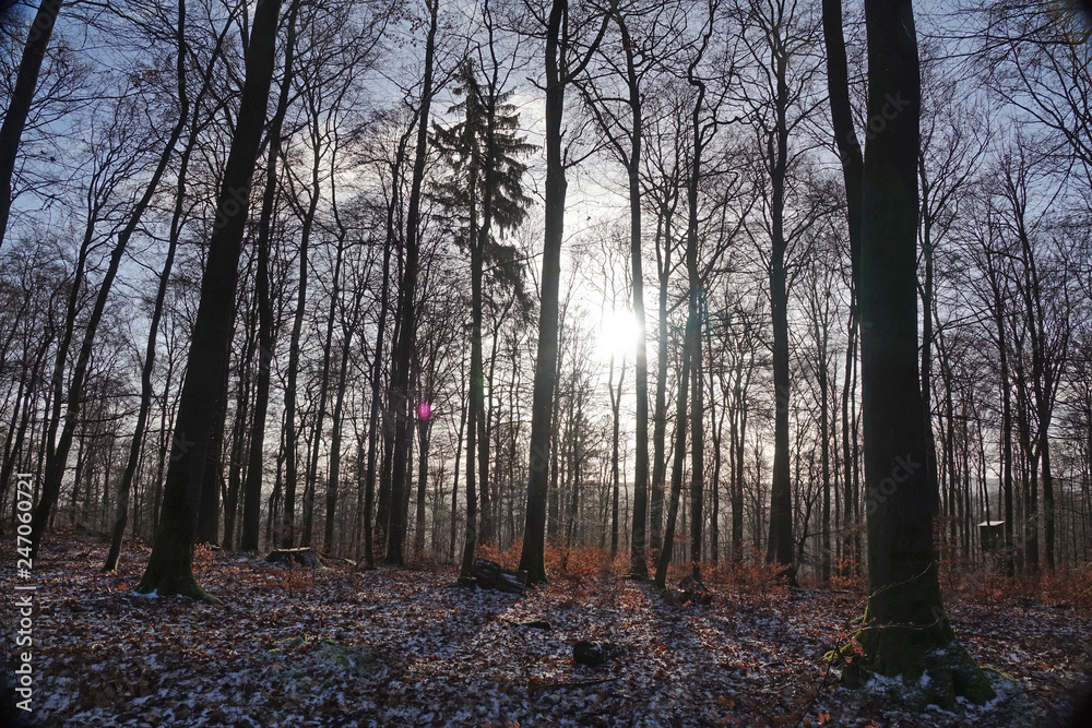 Fototapeta premium Wald im Winter