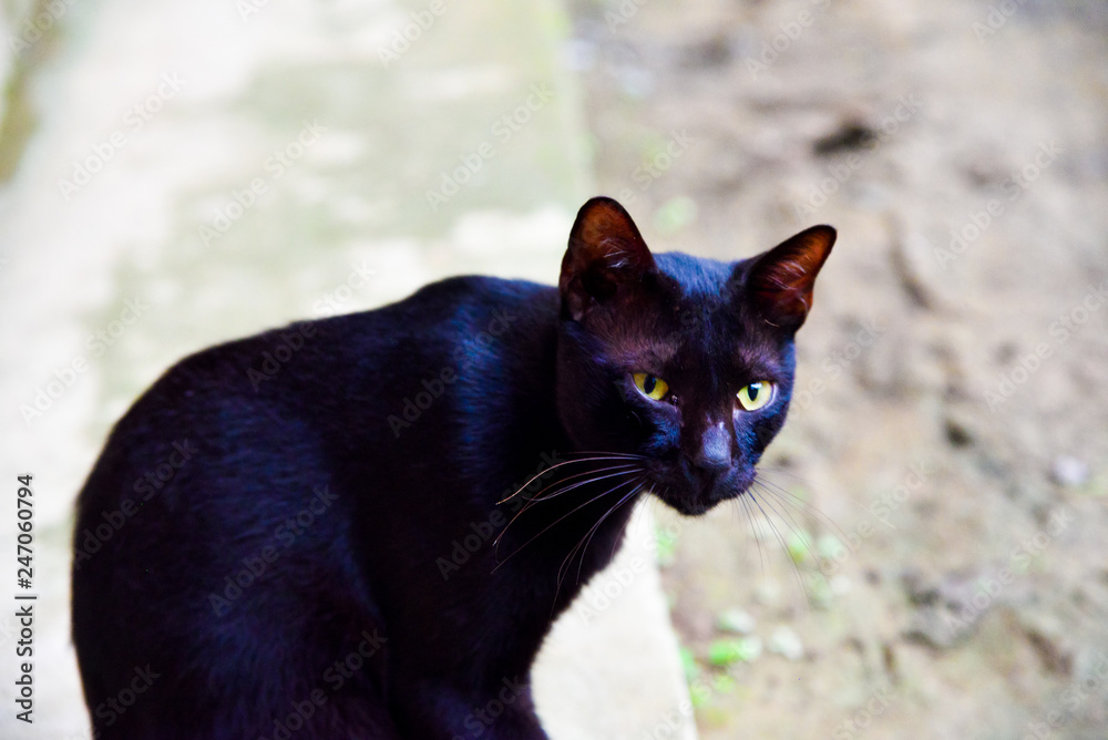 Black cat with green eyes waiting for food Black cat with green eyes waiting for food