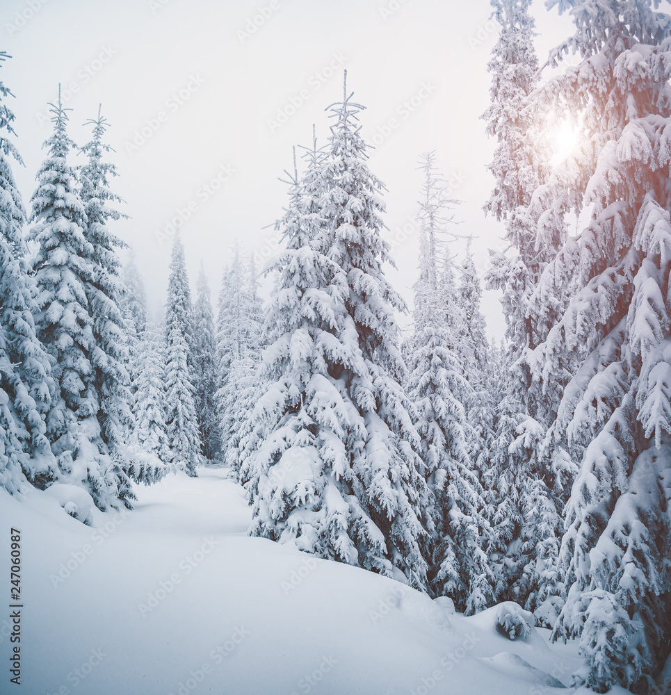 Fabulous frozen fir trees. Location Carpathian, Ukraine, Europe.