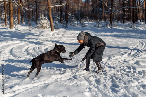 A happy woman with a dog (black Labrador) having fun outside in the forest on a sunny frosty winer day.