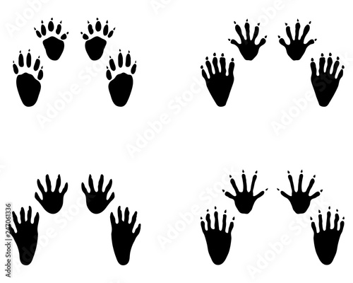 Black footprints of raccoon on a white background